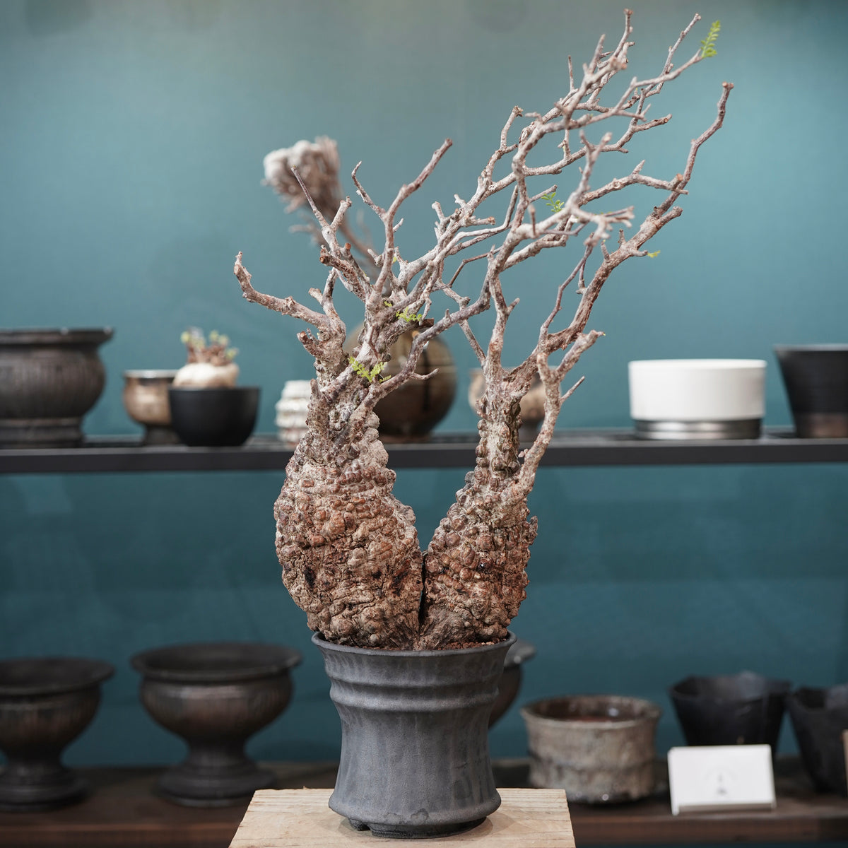 Operculicarya pachypus(オペルクリカリア・パキプス) × dairoku_pottery“黒銀青鉢”