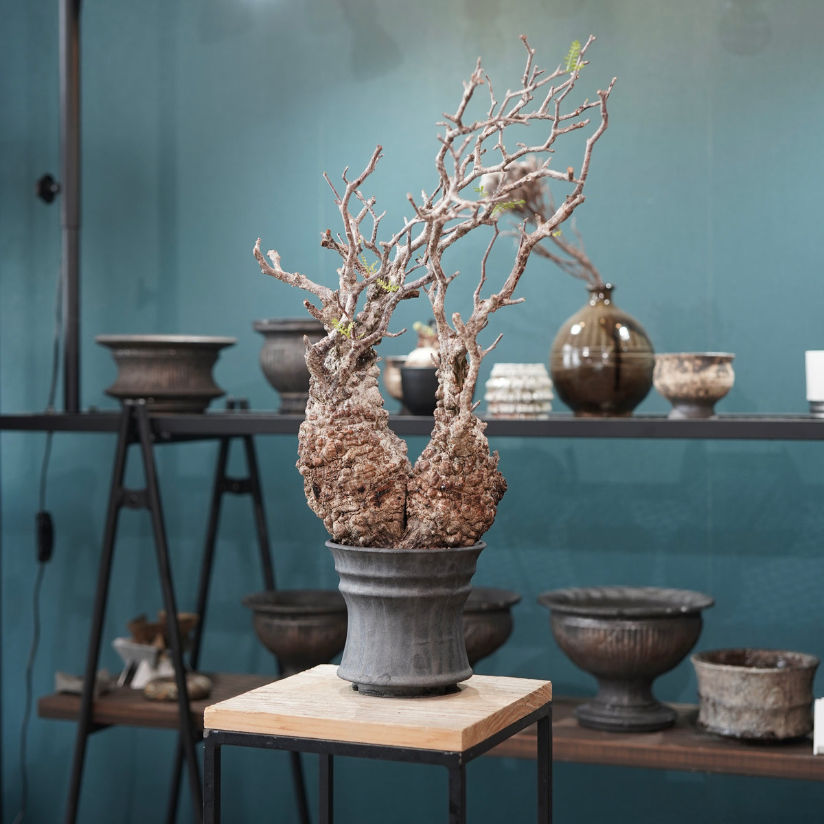 Operculicarya pachypus(オペルクリカリア・パキプス) × dairoku_pottery“黒銀青鉢”