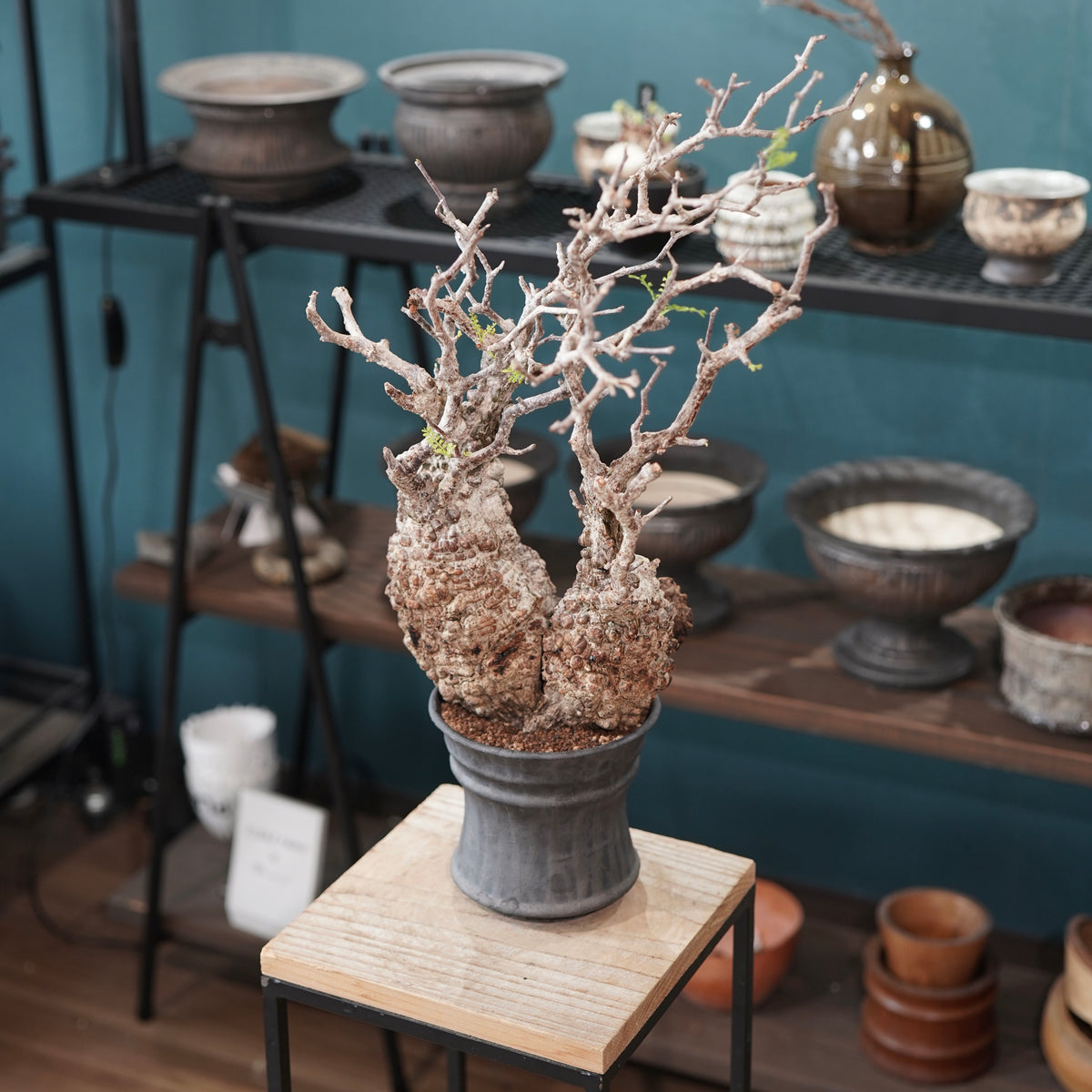 Operculicarya pachypus(オペルクリカリア・パキプス) × dairoku_pottery“黒銀青鉢”