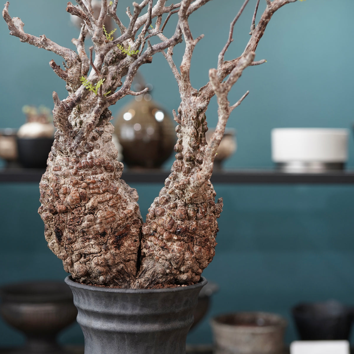 Operculicarya pachypus(オペルクリカリア・パキプス) × dairoku_pottery“黒銀青鉢”