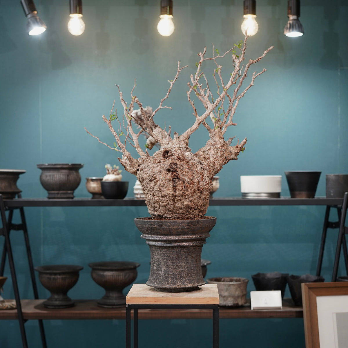 Operculicarya pachypus(オペルクリカリア・パキプス) × dairoku_pottery“金属結晶鉢”