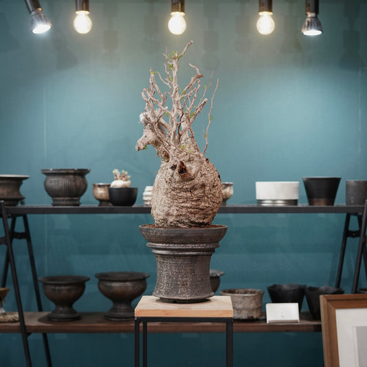 Operculicarya pachypus(オペルクリカリア・パキプス) × dairoku_pottery“金属結晶鉢”