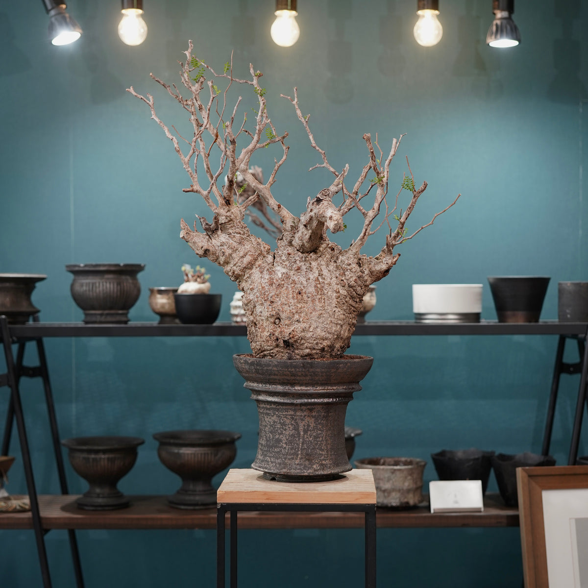 Operculicarya pachypus(オペルクリカリア・パキプス) × dairoku_pottery“金属結晶鉢”