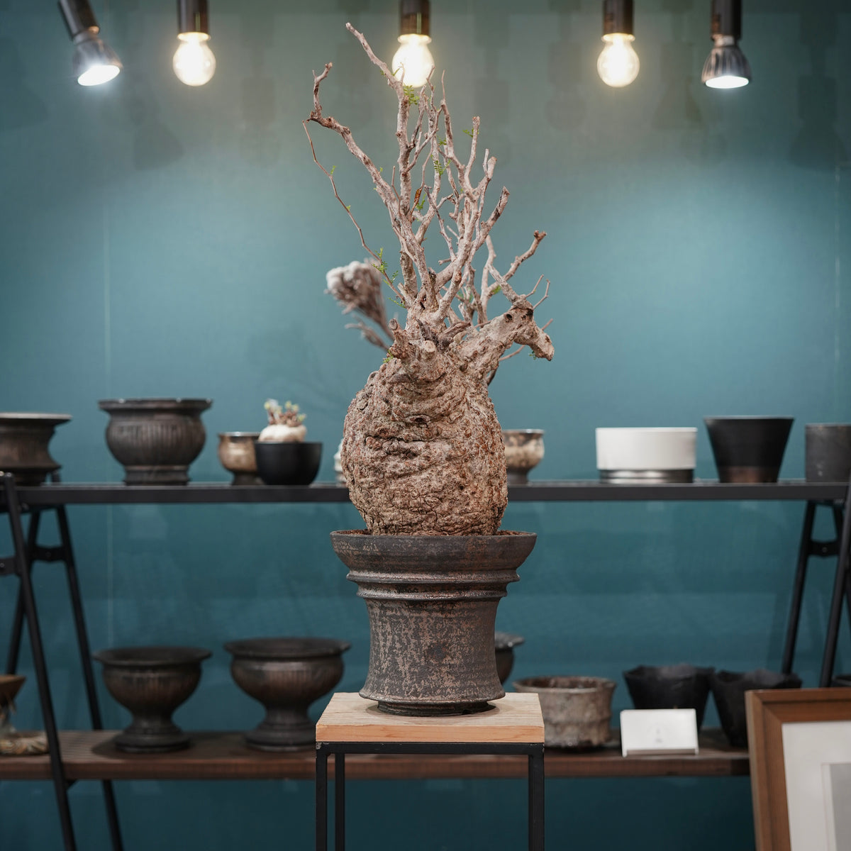 Operculicarya pachypus(オペルクリカリア・パキプス) × dairoku_pottery“金属結晶鉢”