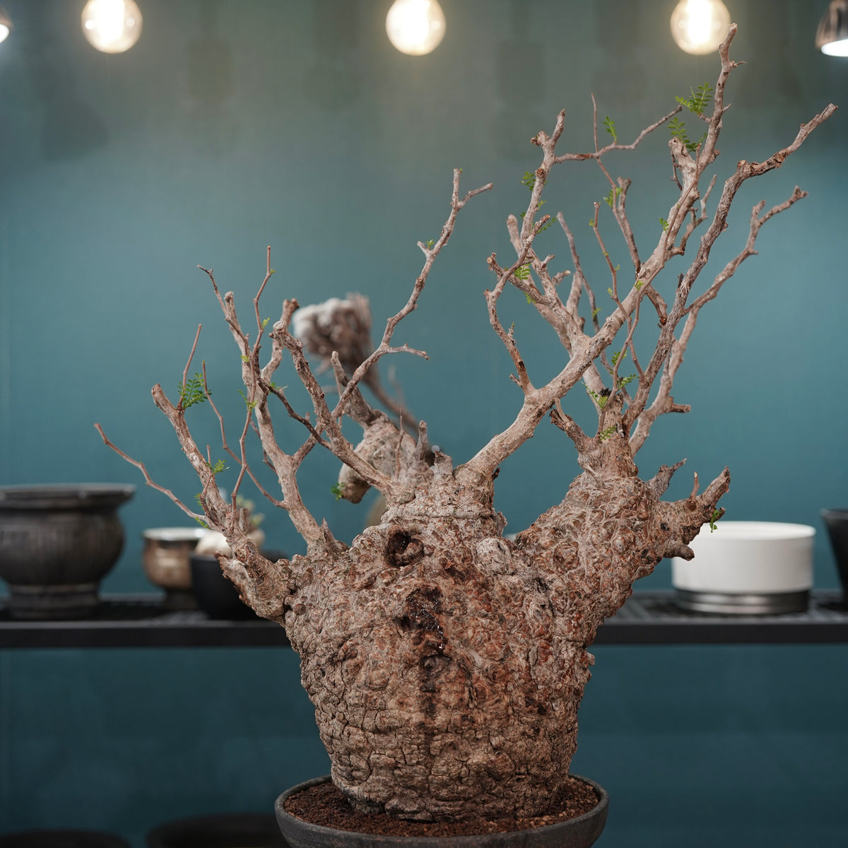 Operculicarya pachypus(オペルクリカリア・パキプス) × dairoku_pottery“金属結晶鉢”