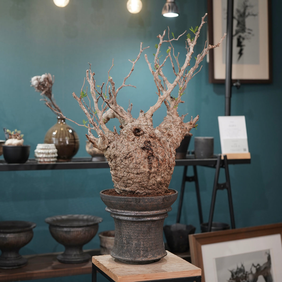 Operculicarya pachypus(オペルクリカリア・パキプス) × dairoku_pottery“金属結晶鉢”