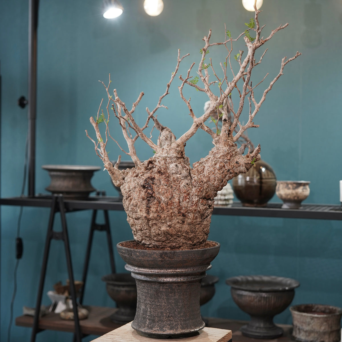 Operculicarya pachypus(オペルクリカリア・パキプス) × dairoku_pottery“金属結晶鉢”