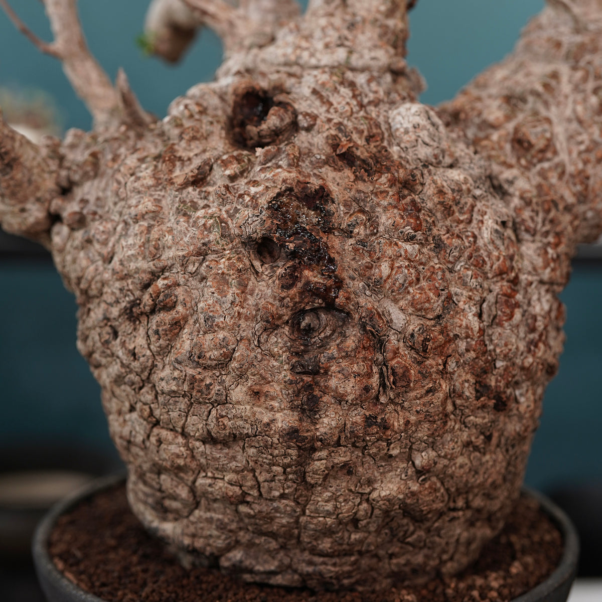 Operculicarya pachypus(オペルクリカリア・パキプス) × dairoku_pottery“金属結晶鉢”
