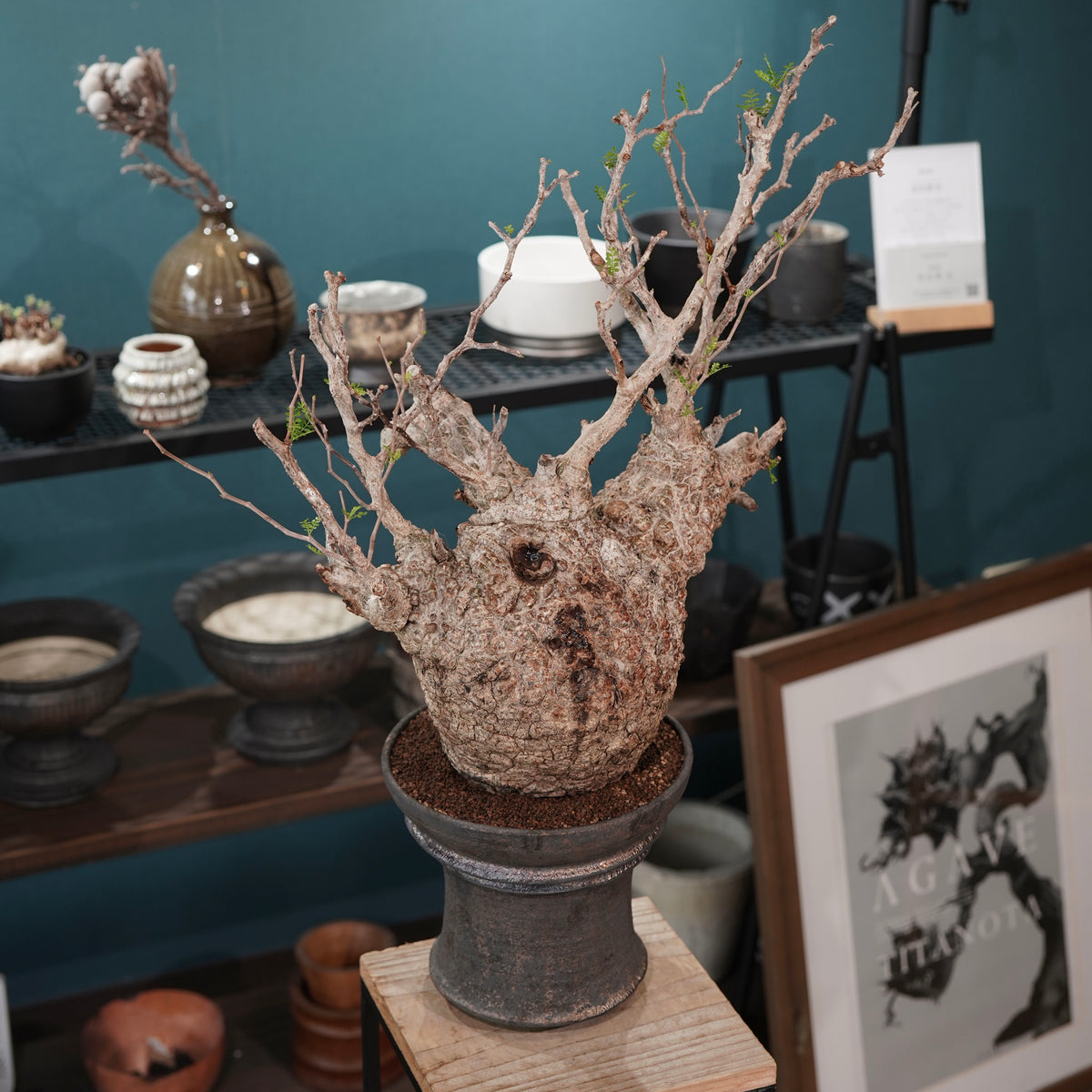 Operculicarya pachypus(オペルクリカリア・パキプス) × dairoku_pottery“金属結晶鉢”