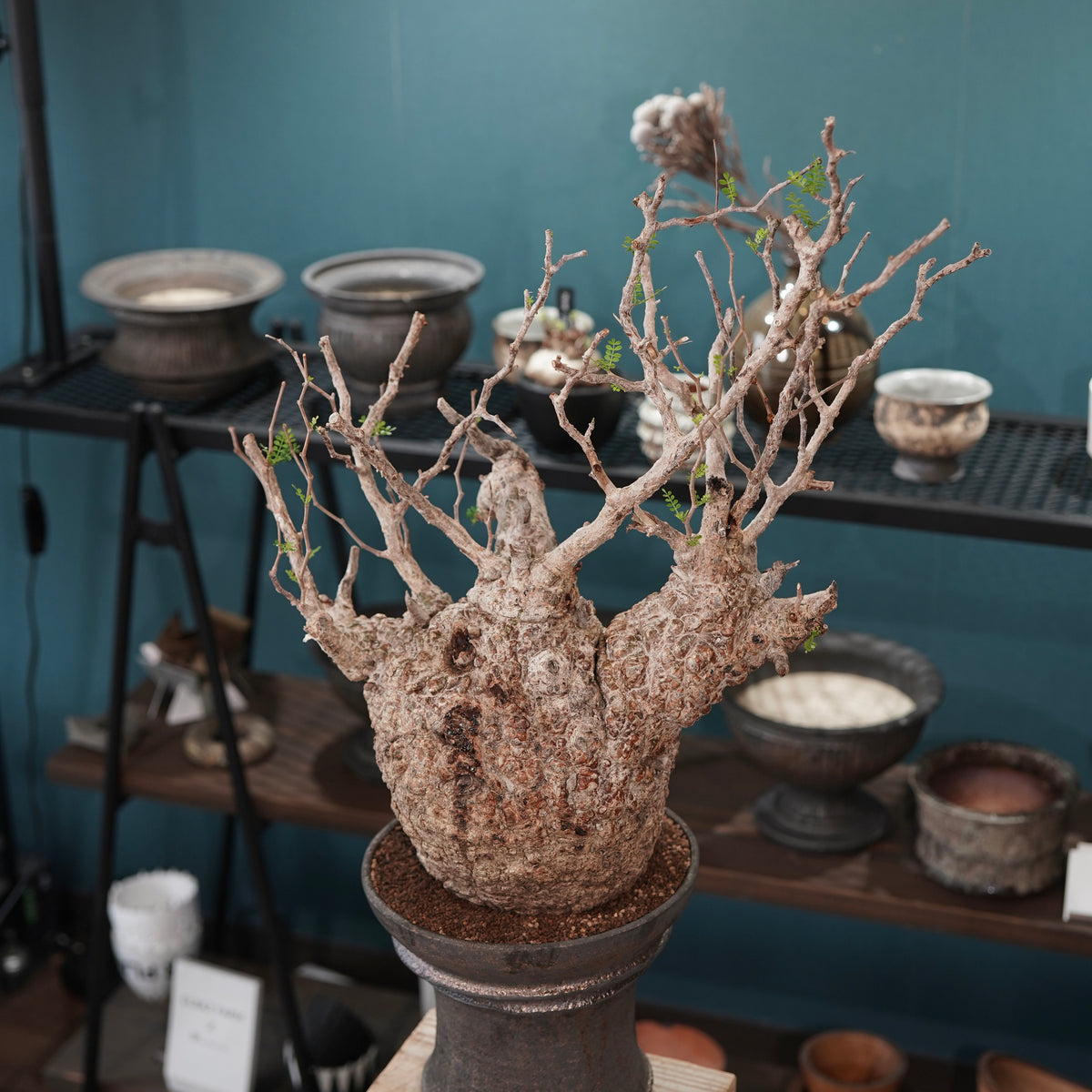 Operculicarya pachypus(オペルクリカリア・パキプス) × dairoku_pottery“金属結晶鉢”