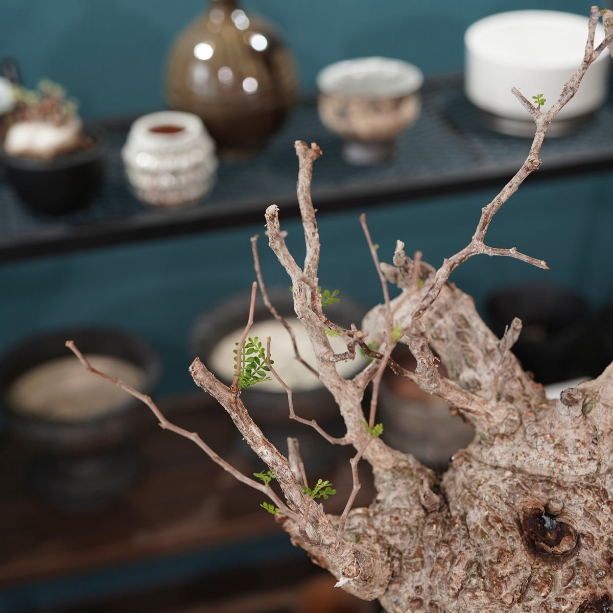 Operculicarya pachypus(オペルクリカリア・パキプス) × dairoku_pottery“金属結晶鉢”