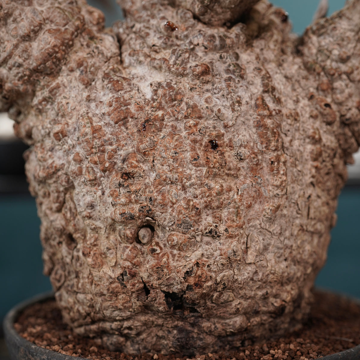 Operculicarya pachypus(オペルクリカリア・パキプス) × dairoku_pottery“金属結晶鉢”