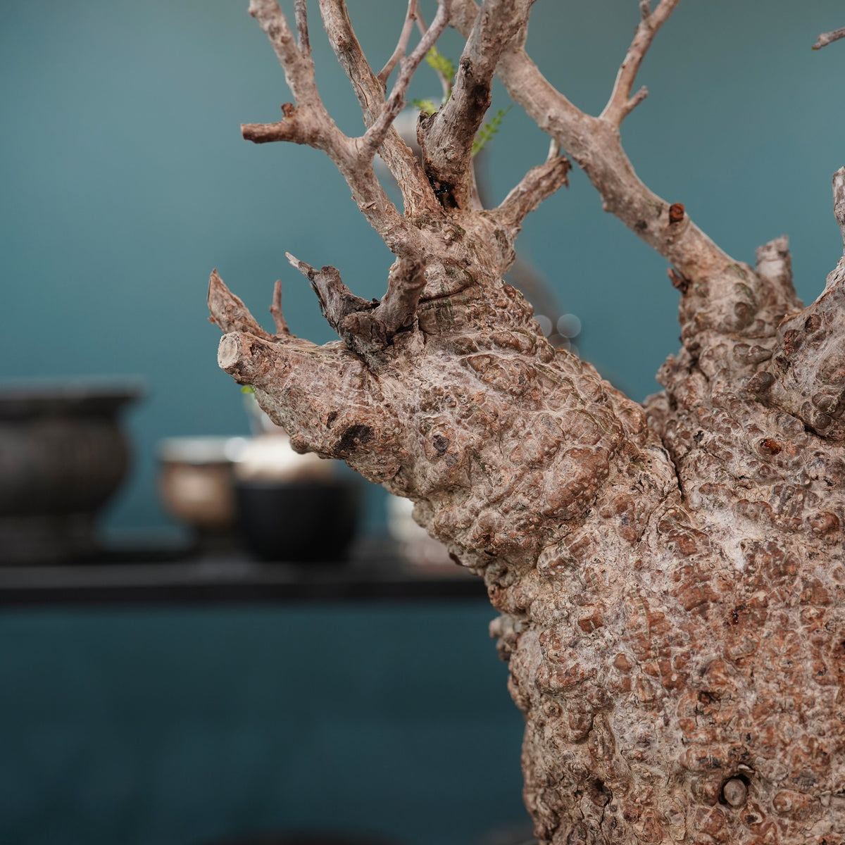 Operculicarya pachypus(オペルクリカリア・パキプス) × dairoku_pottery“金属結晶鉢”