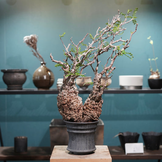 Operculicarya pachypus(オペルクリカリア・パキプス) × dairoku_pottery“黒銀青鉢”