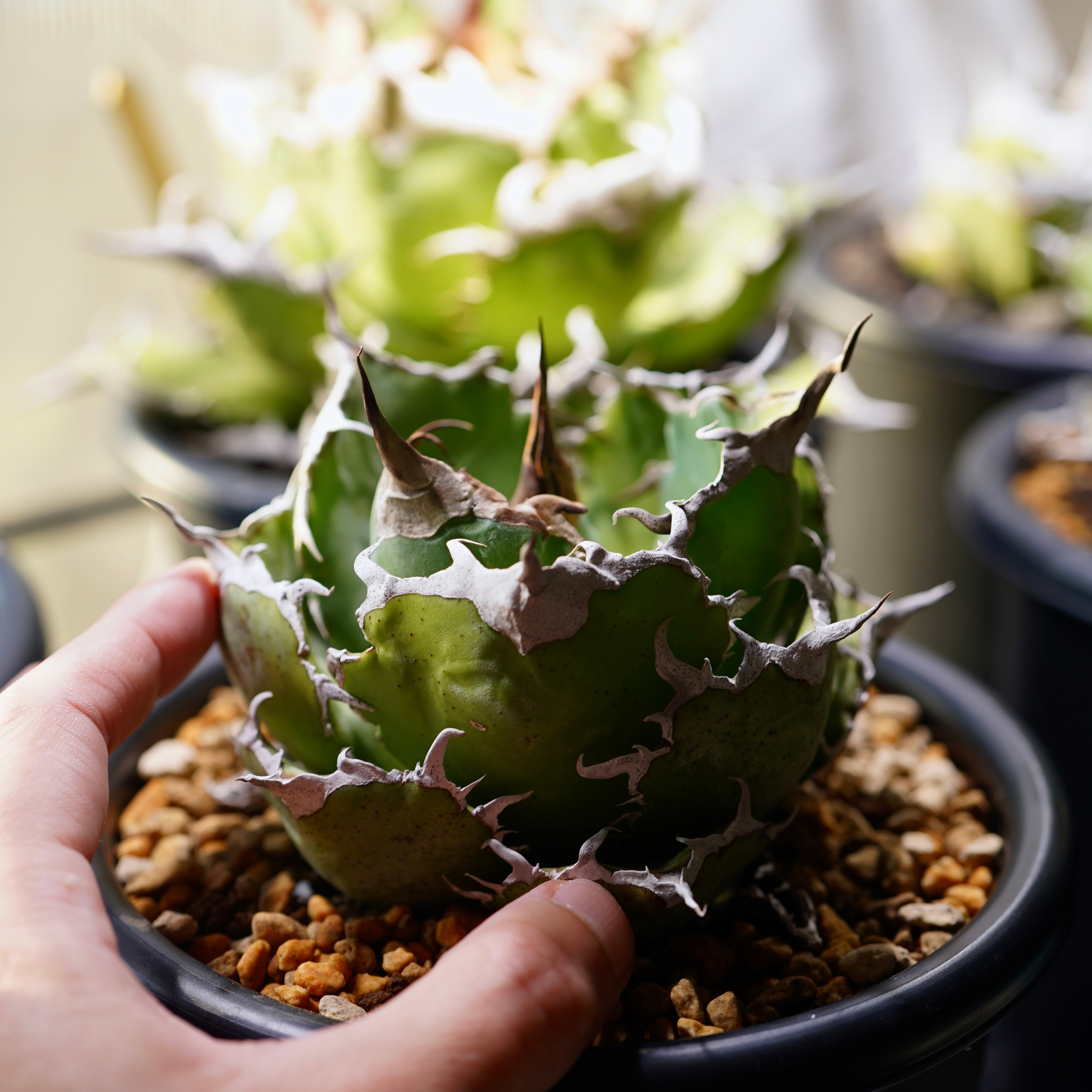 【From lize gardening】Agave titanota ‘White Whale(白鯨)’