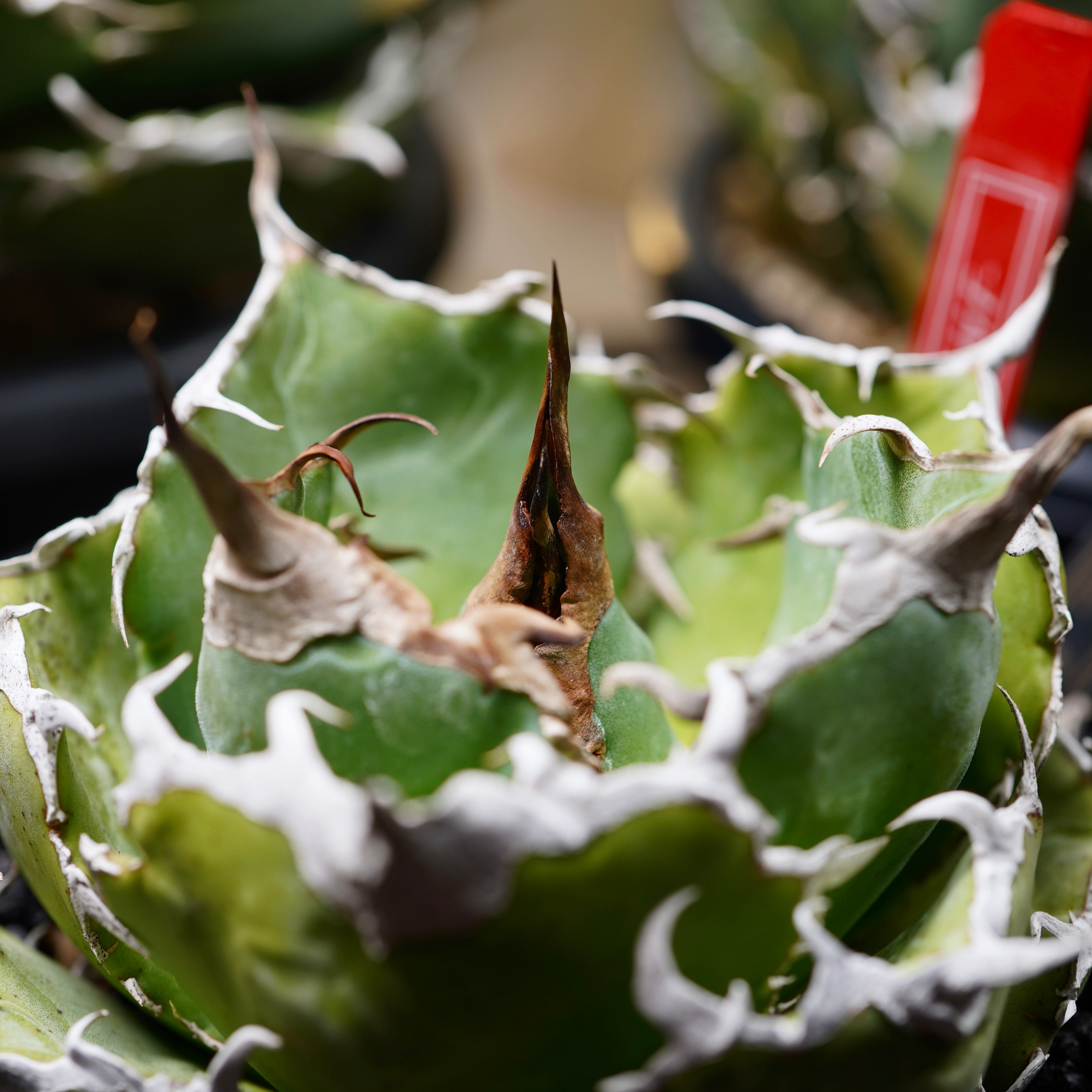 【From lize gardening】Agave titanota ‘White Whale(白鯨)’