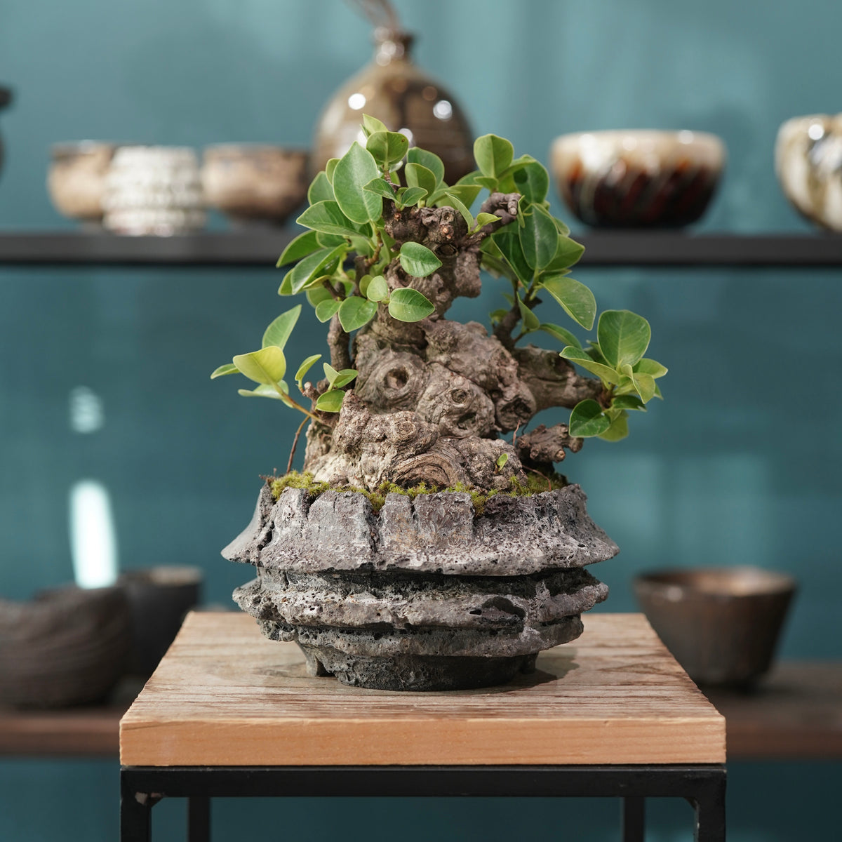 Ficus microcarpa(ガジュマル) × 宮島 將實 ”匣鉢穴窯灰埋焼成鉢” No.1