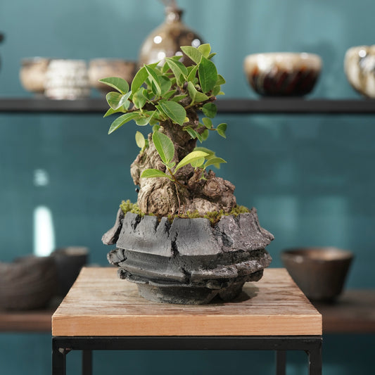 Ficus microcarpa(ガジュマル) × 宮島 將實 ”匣鉢穴窯灰埋焼成鉢” No.1