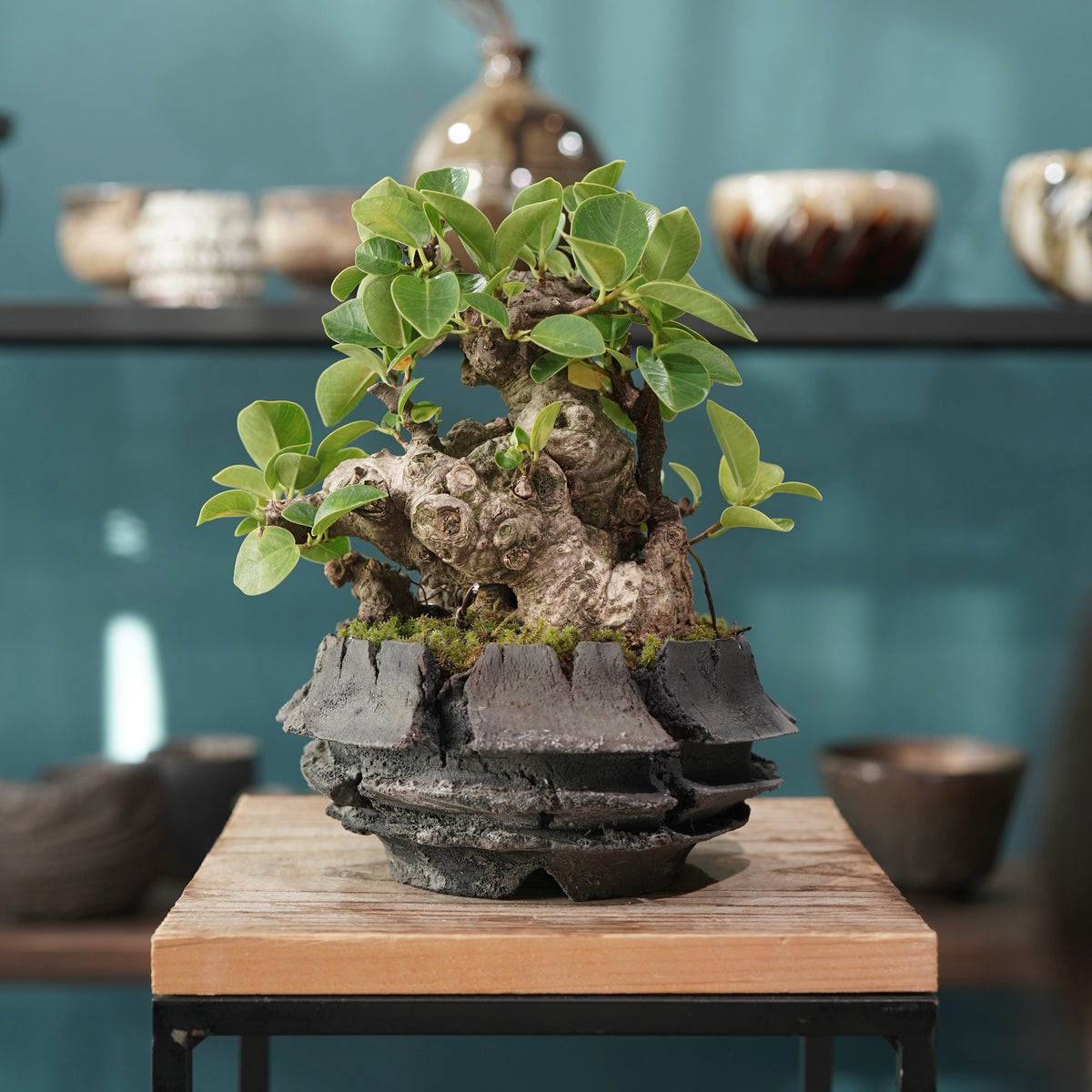 Ficus microcarpa(ガジュマル) × 宮島 將實 ”匣鉢穴窯灰埋焼成鉢” No.1