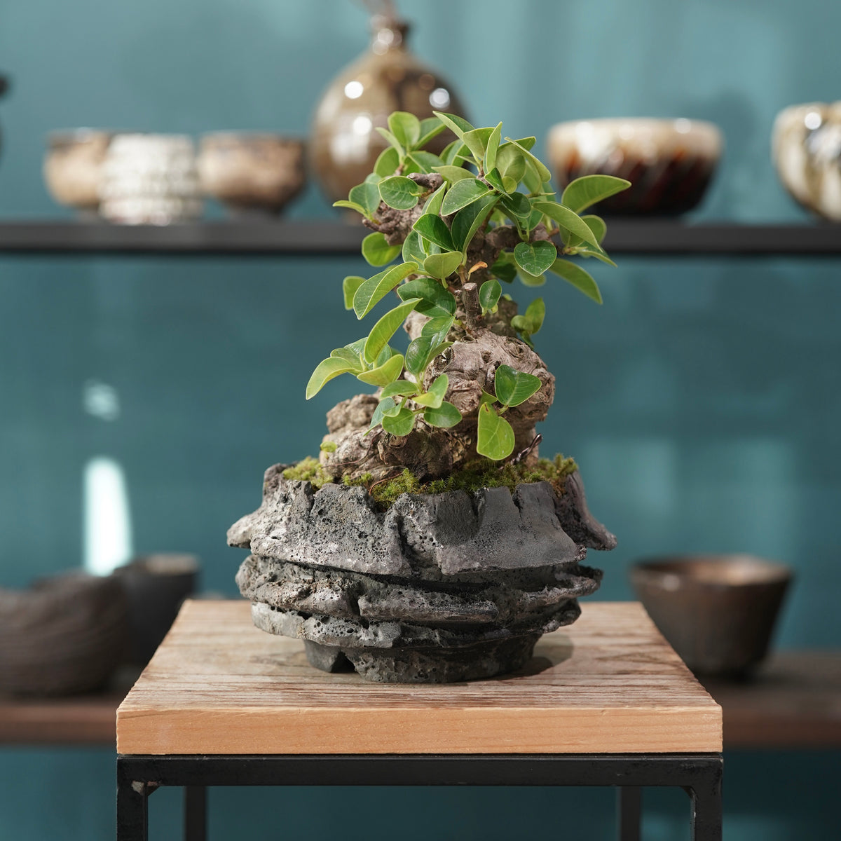 Ficus microcarpa(ガジュマル) × 宮島 將實 ”匣鉢穴窯灰埋焼成鉢” No.1