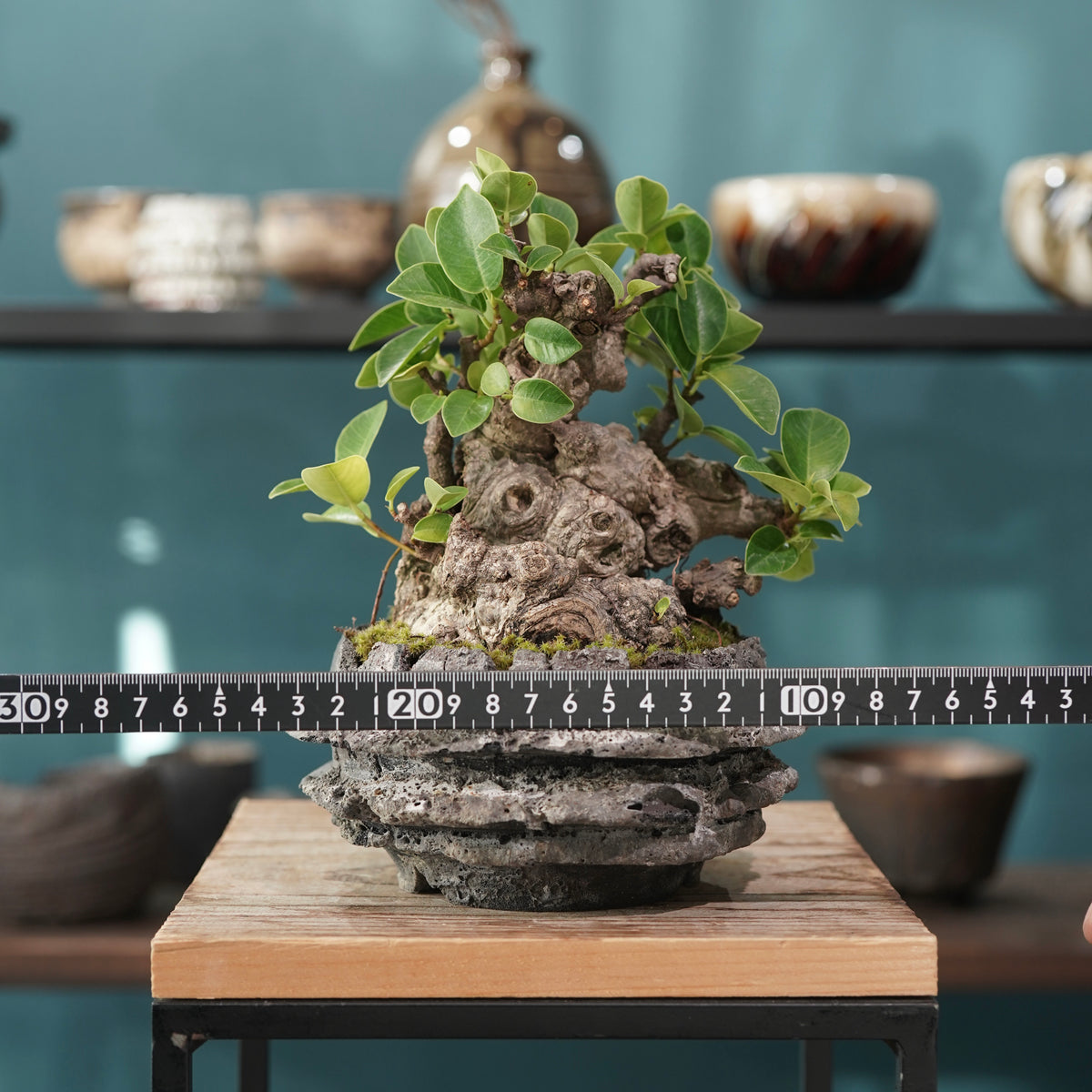Ficus microcarpa(ガジュマル) × 宮島 將實 ”匣鉢穴窯灰埋焼成鉢” No.1