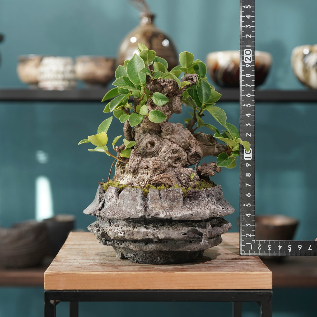 Ficus microcarpa(ガジュマル) × 宮島 將實 ”匣鉢穴窯灰埋焼成鉢” No.1