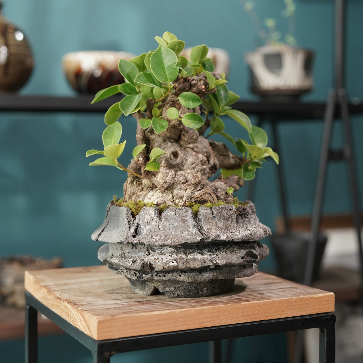 Ficus microcarpa(ガジュマル) × 宮島 將實 ”匣鉢穴窯灰埋焼成鉢” No.1