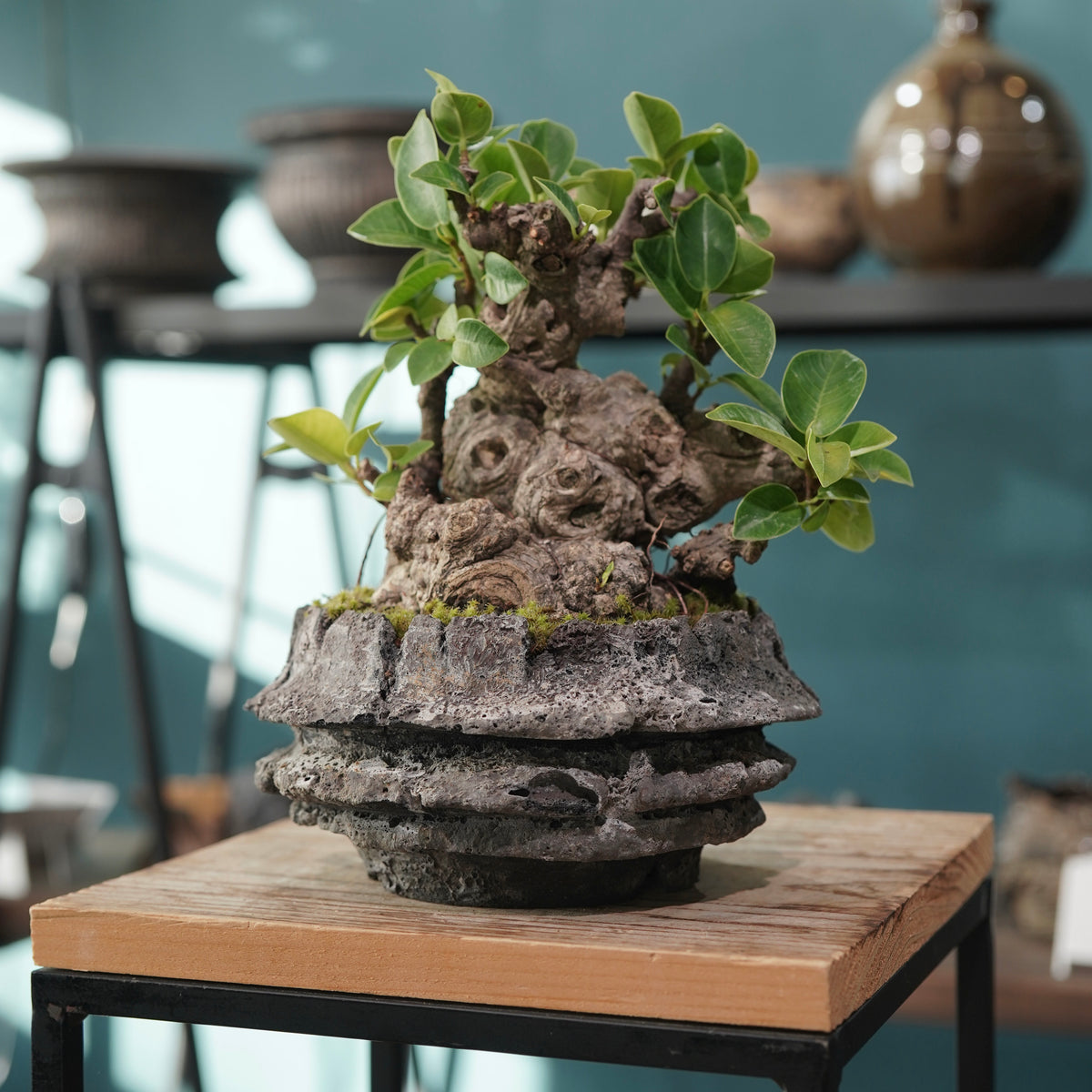 Ficus microcarpa(ガジュマル) × 宮島 將實 ”匣鉢穴窯灰埋焼成鉢” No.1