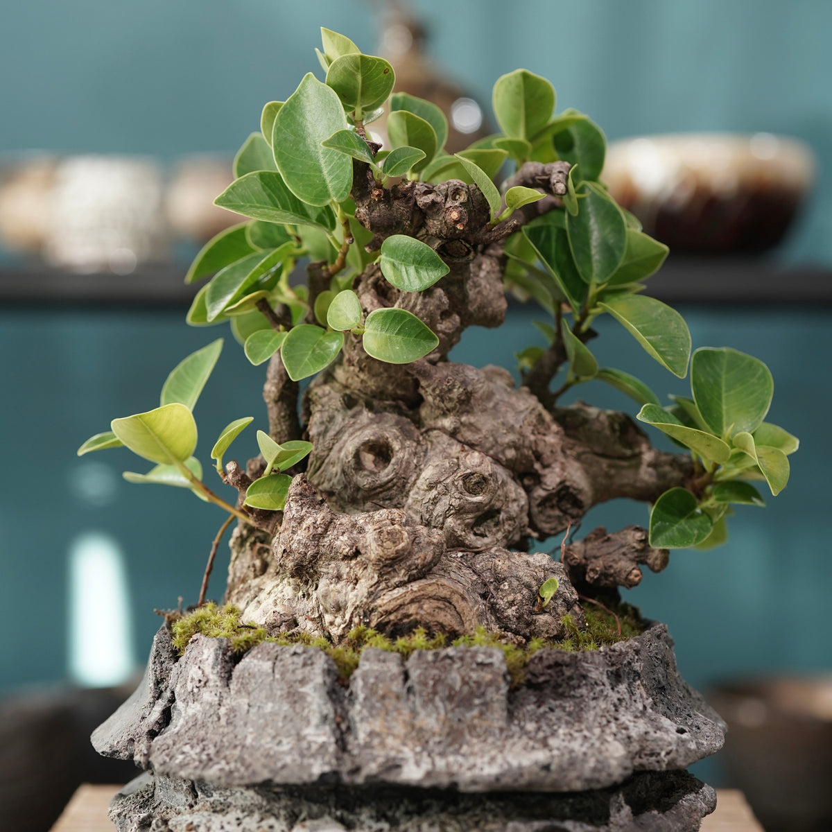 Ficus microcarpa(ガジュマル) × 宮島 將實 ”匣鉢穴窯灰埋焼成鉢” No.1