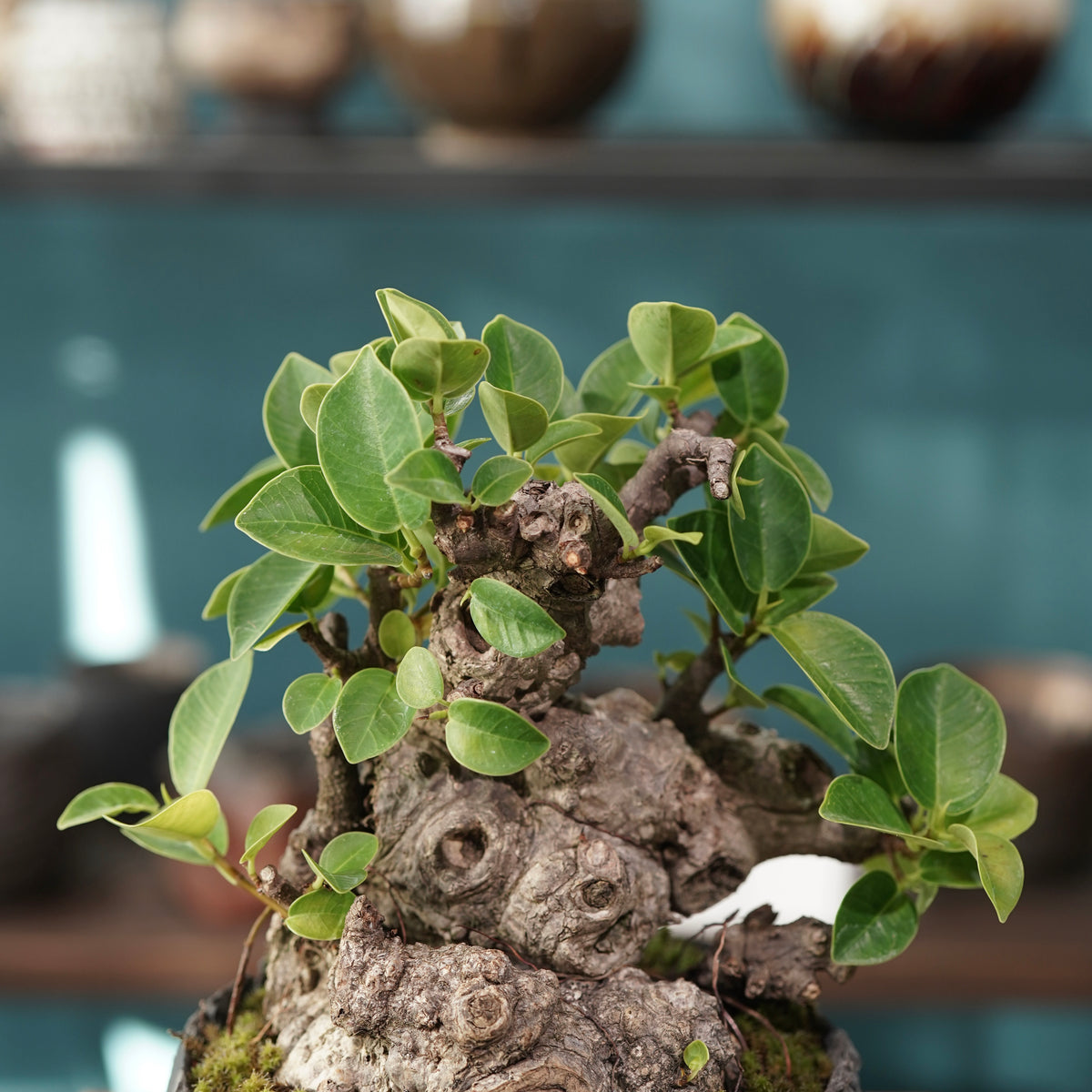 Ficus microcarpa(ガジュマル) × 宮島 將實 ”匣鉢穴窯灰埋焼成鉢” No.1