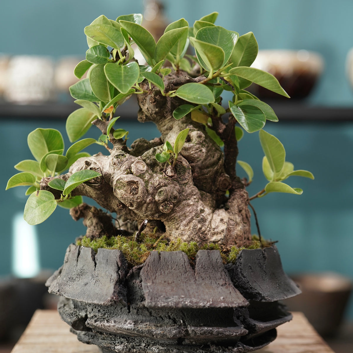 Ficus microcarpa(ガジュマル) × 宮島 將實 ”匣鉢穴窯灰埋焼成鉢” No.1