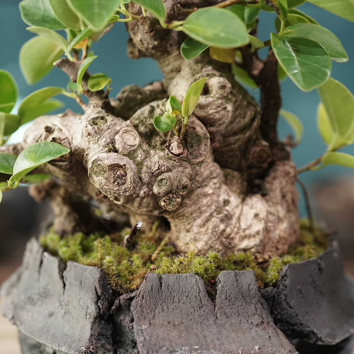Ficus microcarpa(ガジュマル) × 宮島 將實 ”匣鉢穴窯灰埋焼成鉢” No.1