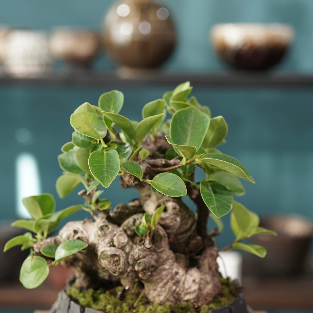 Ficus microcarpa(ガジュマル) × 宮島 將實 ”匣鉢穴窯灰埋焼成鉢” No.1