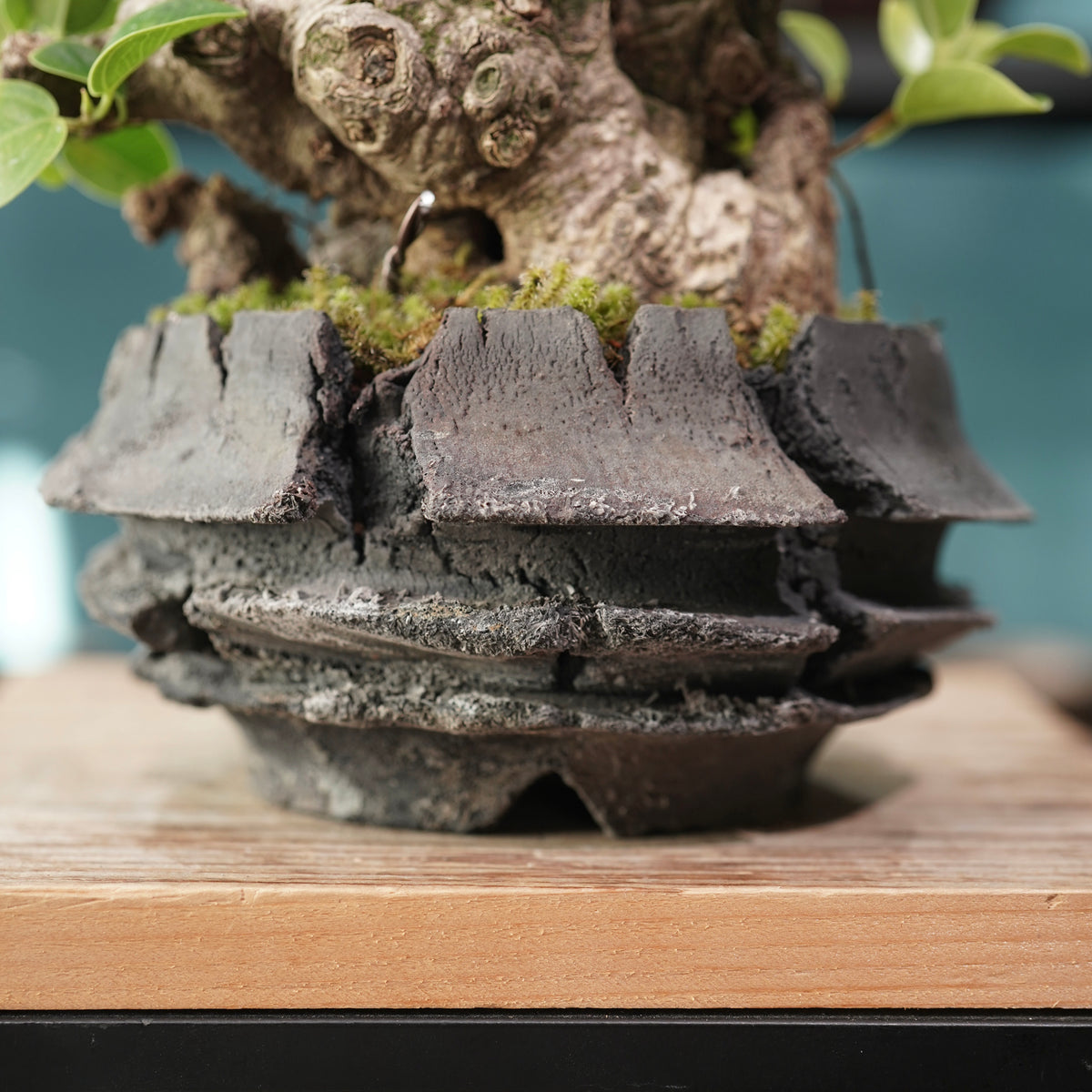 Ficus microcarpa(ガジュマル) × 宮島 將實 ”匣鉢穴窯灰埋焼成鉢” No.1