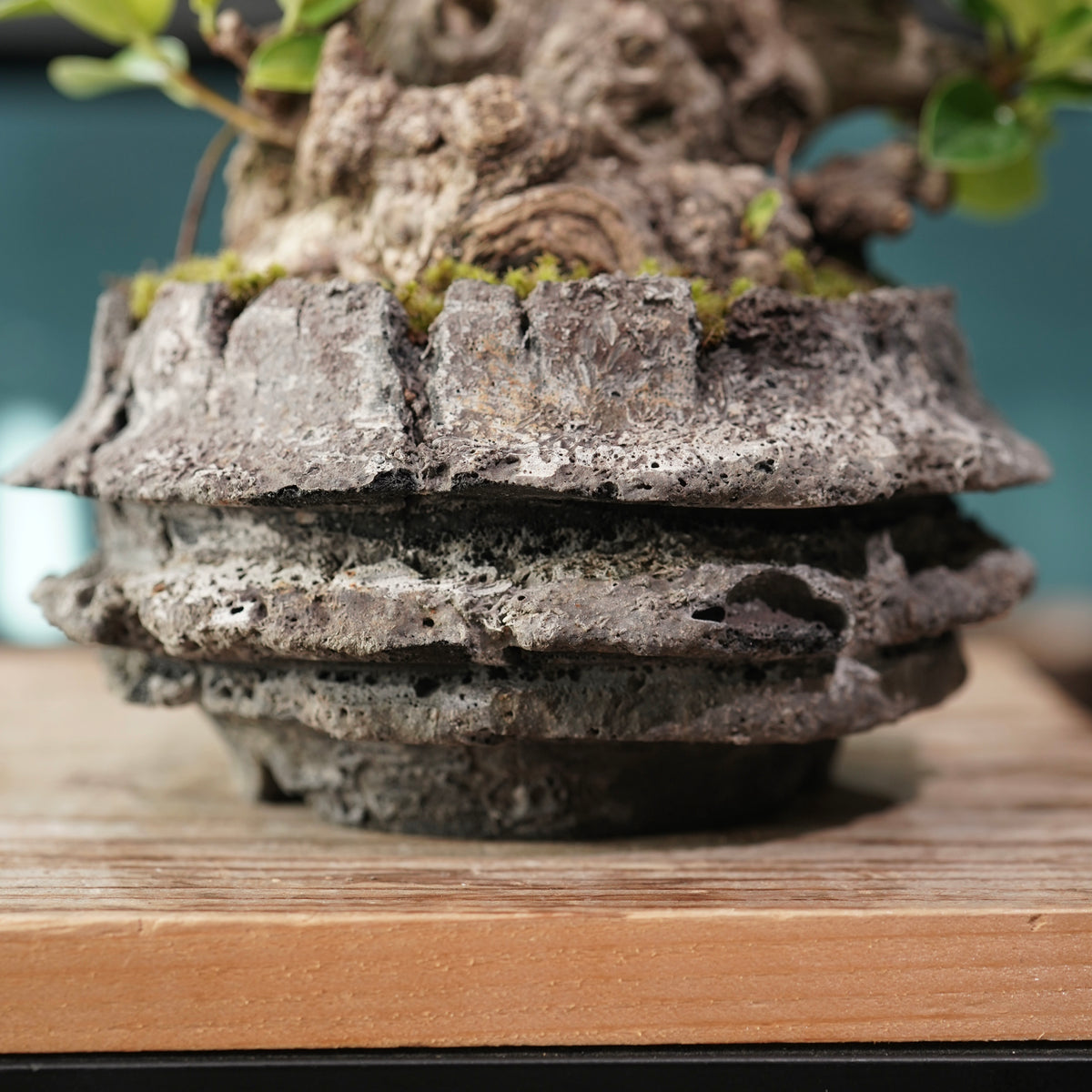 Ficus microcarpa(ガジュマル) × 宮島 將實 ”匣鉢穴窯灰埋焼成鉢” No.1