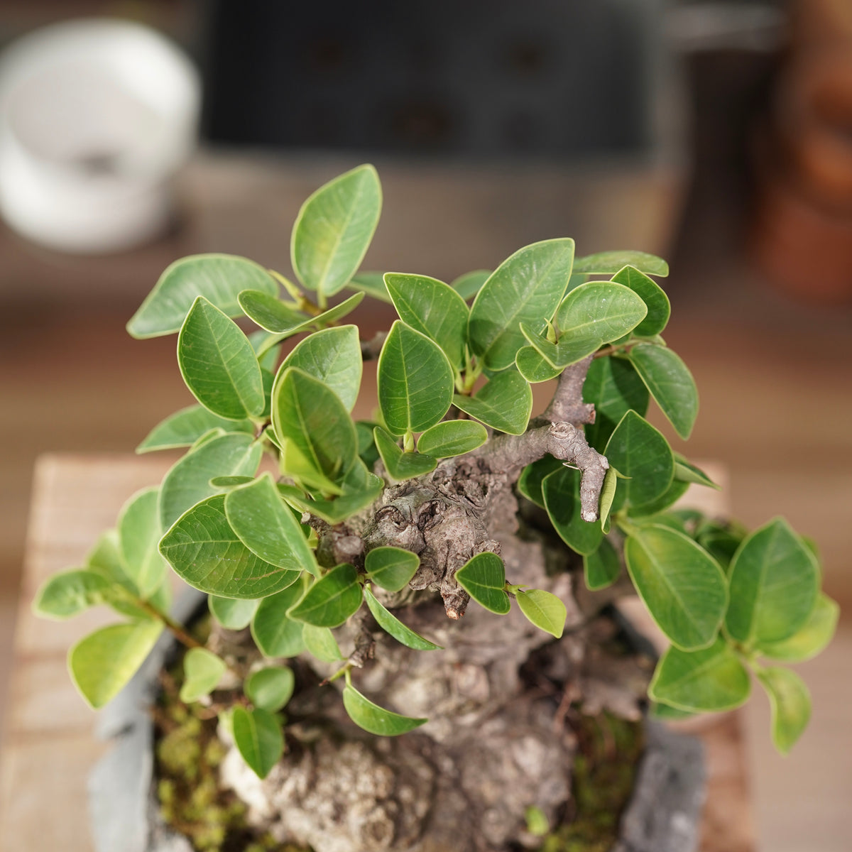 Ficus microcarpa(ガジュマル) × 宮島 將實 ”匣鉢穴窯灰埋焼成鉢” No.1