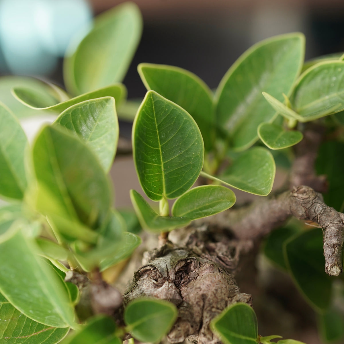 Ficus microcarpa(ガジュマル) × 宮島 將實 ”匣鉢穴窯灰埋焼成鉢” No.1
