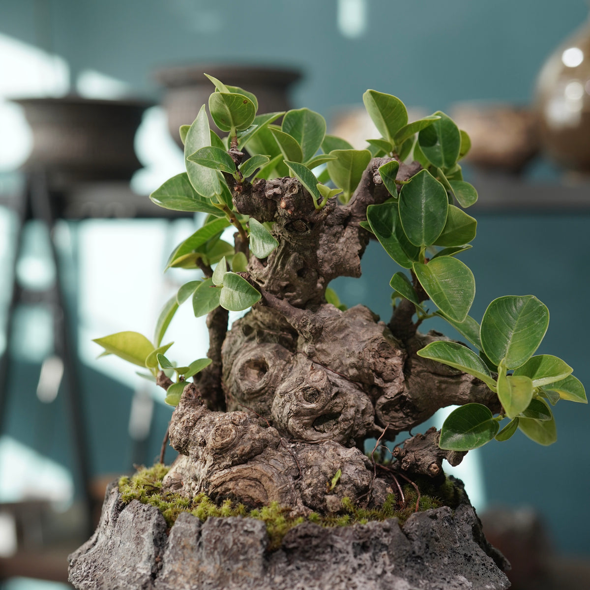 Ficus microcarpa(ガジュマル) × 宮島 將實 ”匣鉢穴窯灰埋焼成鉢” No.1