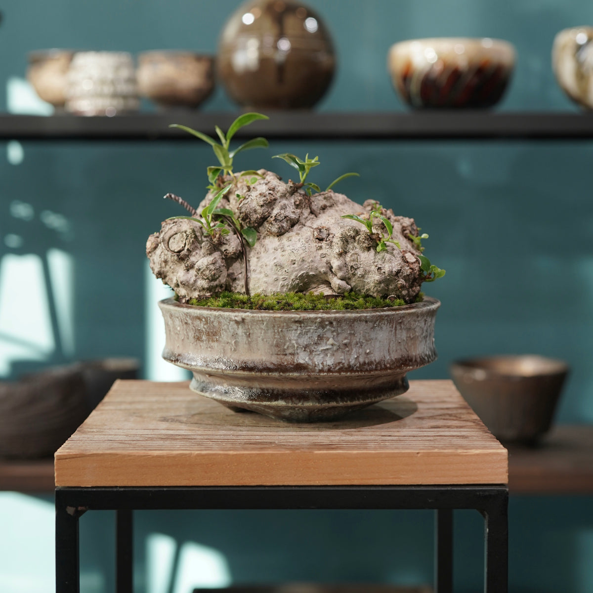 Ficus microcarpa(ガジュマル) × 小野瀬 一 ”archaic”