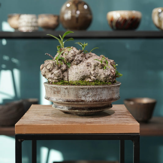 Ficus microcarpa(ガジュマル) × 小野瀬 一 ”archaic”