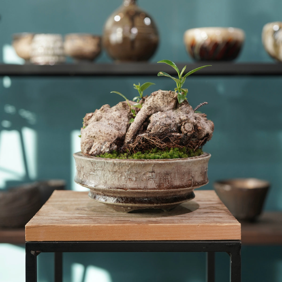 Ficus microcarpa(ガジュマル) × 小野瀬 一 ”archaic”