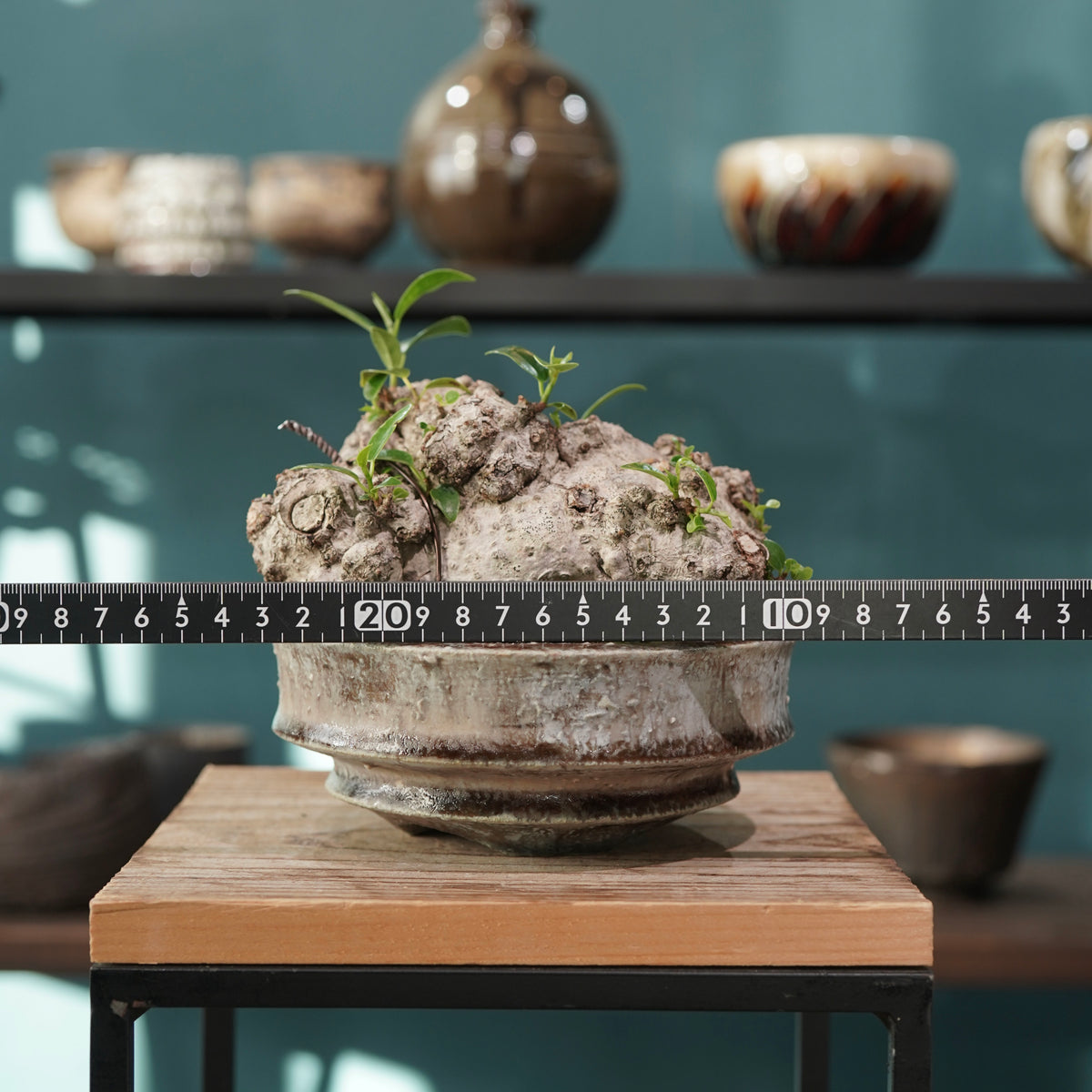 Ficus microcarpa(ガジュマル) × 小野瀬 一 ”archaic”