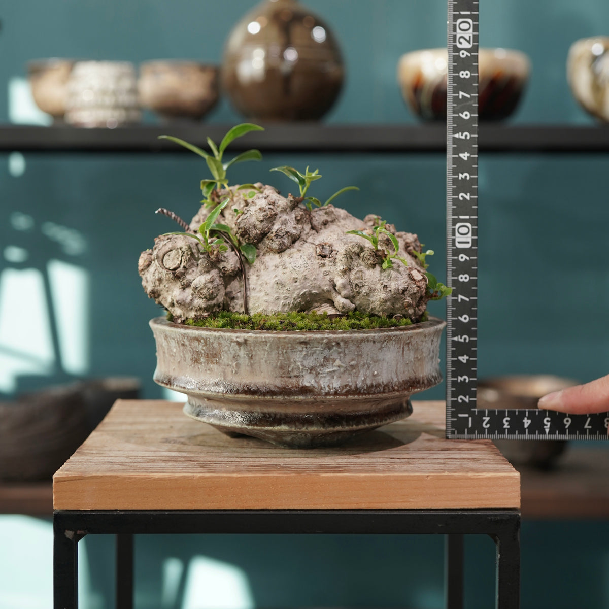 Ficus microcarpa(ガジュマル) × 小野瀬 一 ”archaic”