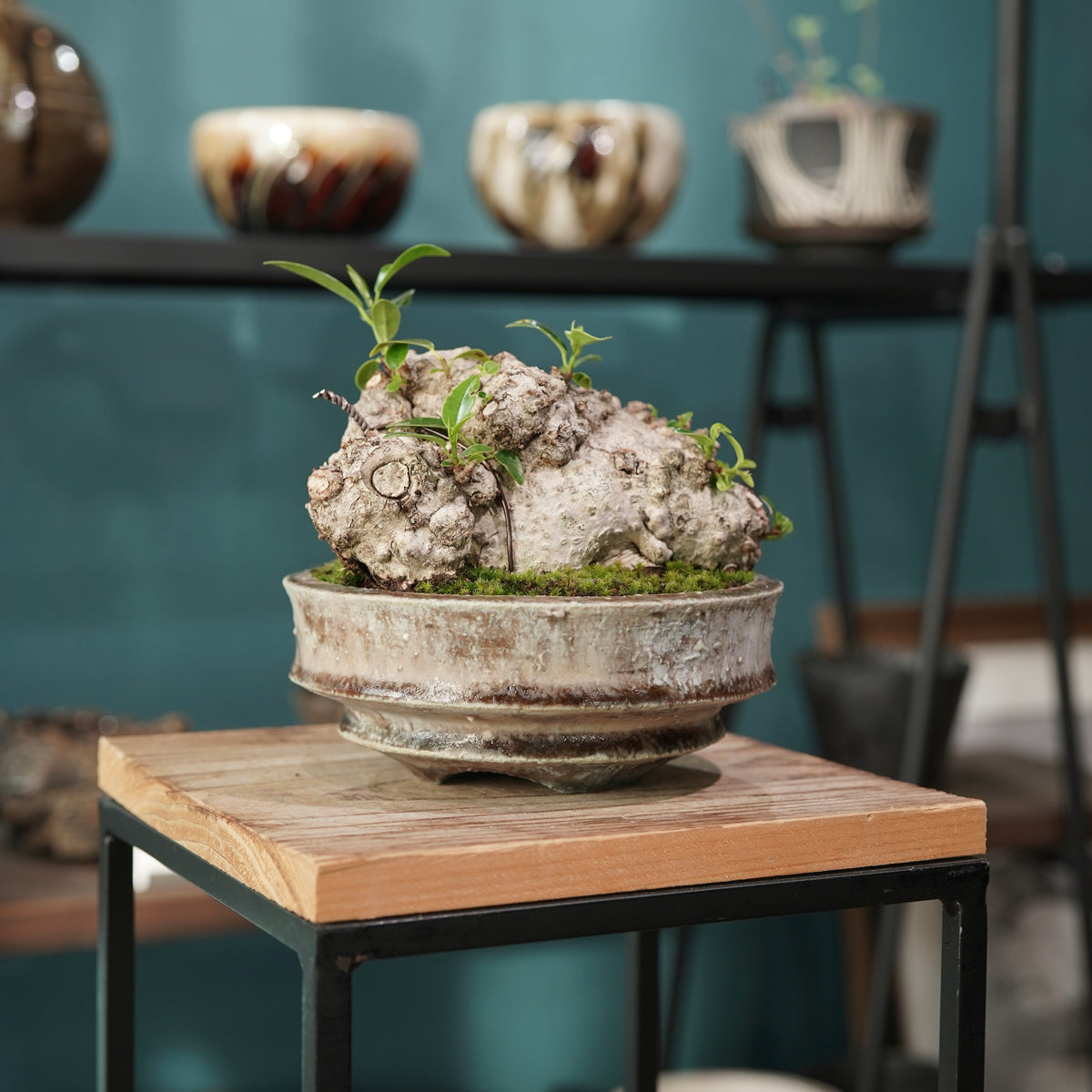 Ficus microcarpa(ガジュマル) × 小野瀬 一 ”archaic”