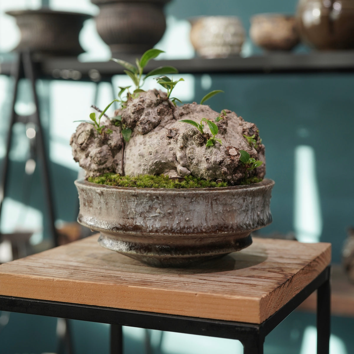 Ficus microcarpa(ガジュマル) × 小野瀬 一 ”archaic”