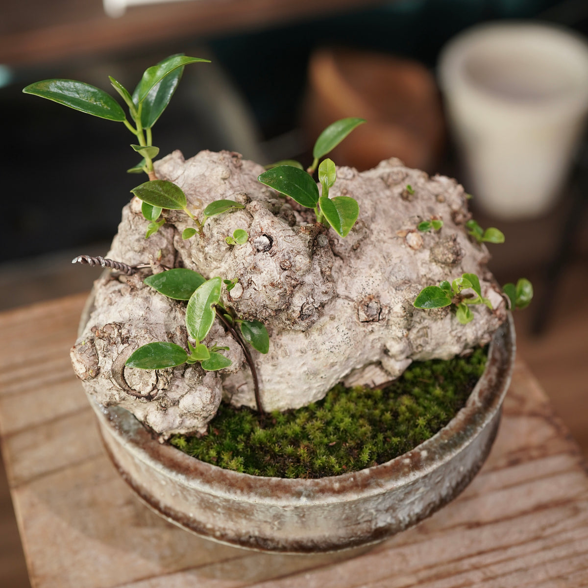 Ficus microcarpa(ガジュマル) × 小野瀬 一 ”archaic”