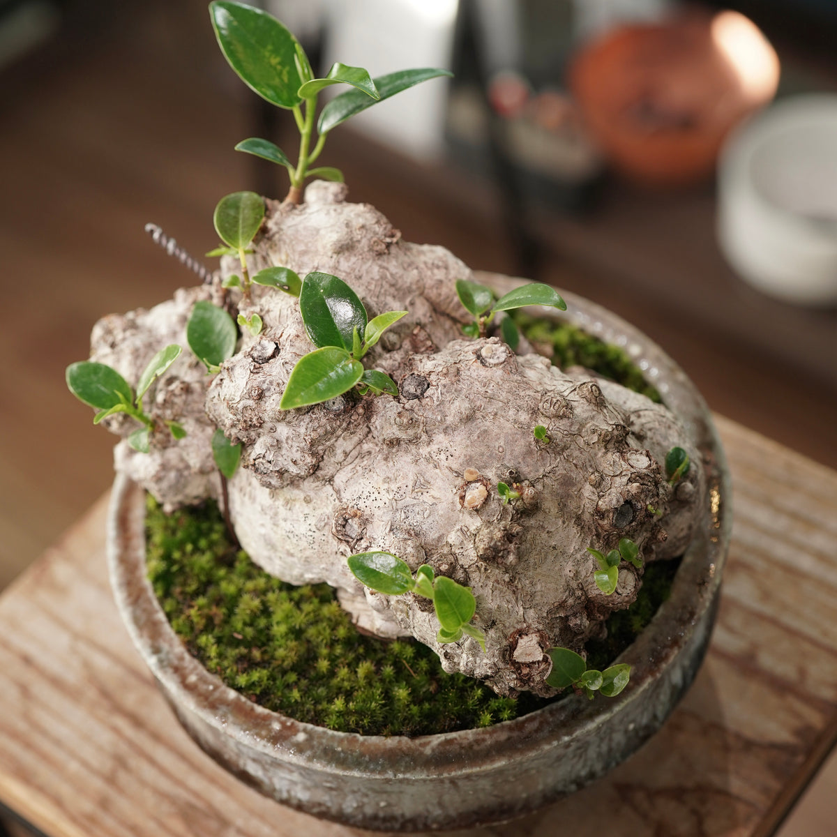 Ficus microcarpa(ガジュマル) × 小野瀬 一 ”archaic”