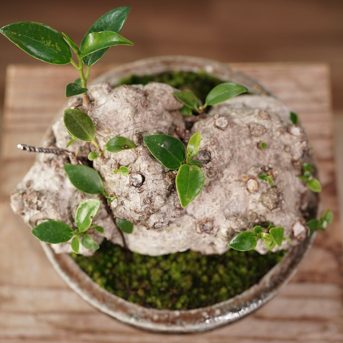 Ficus microcarpa(ガジュマル) × 小野瀬 一 ”archaic”