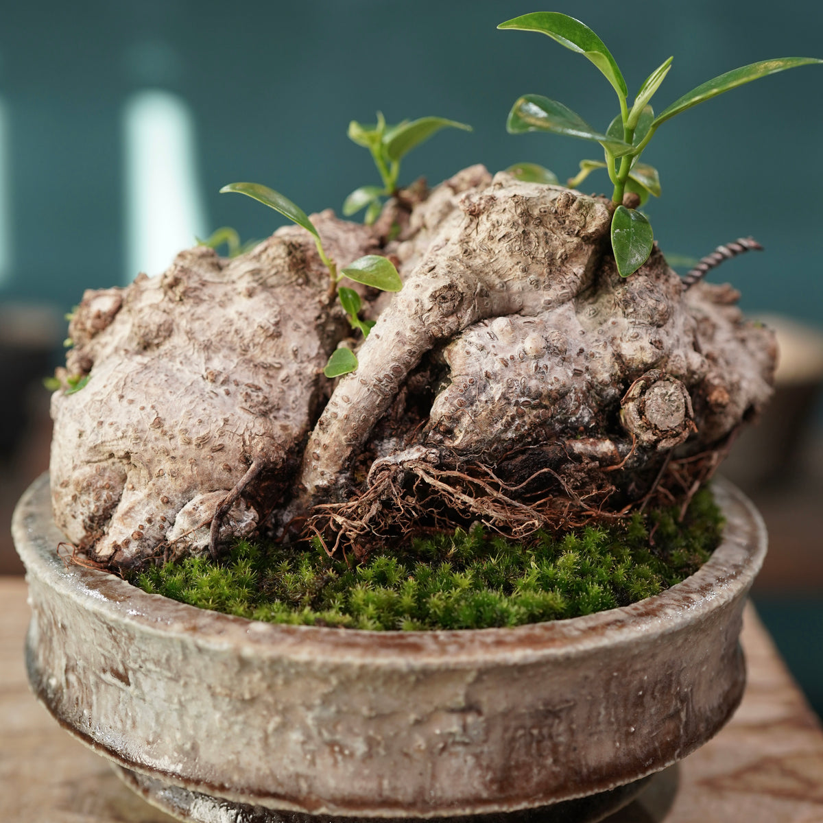 Ficus microcarpa(ガジュマル) × 小野瀬 一 ”archaic”