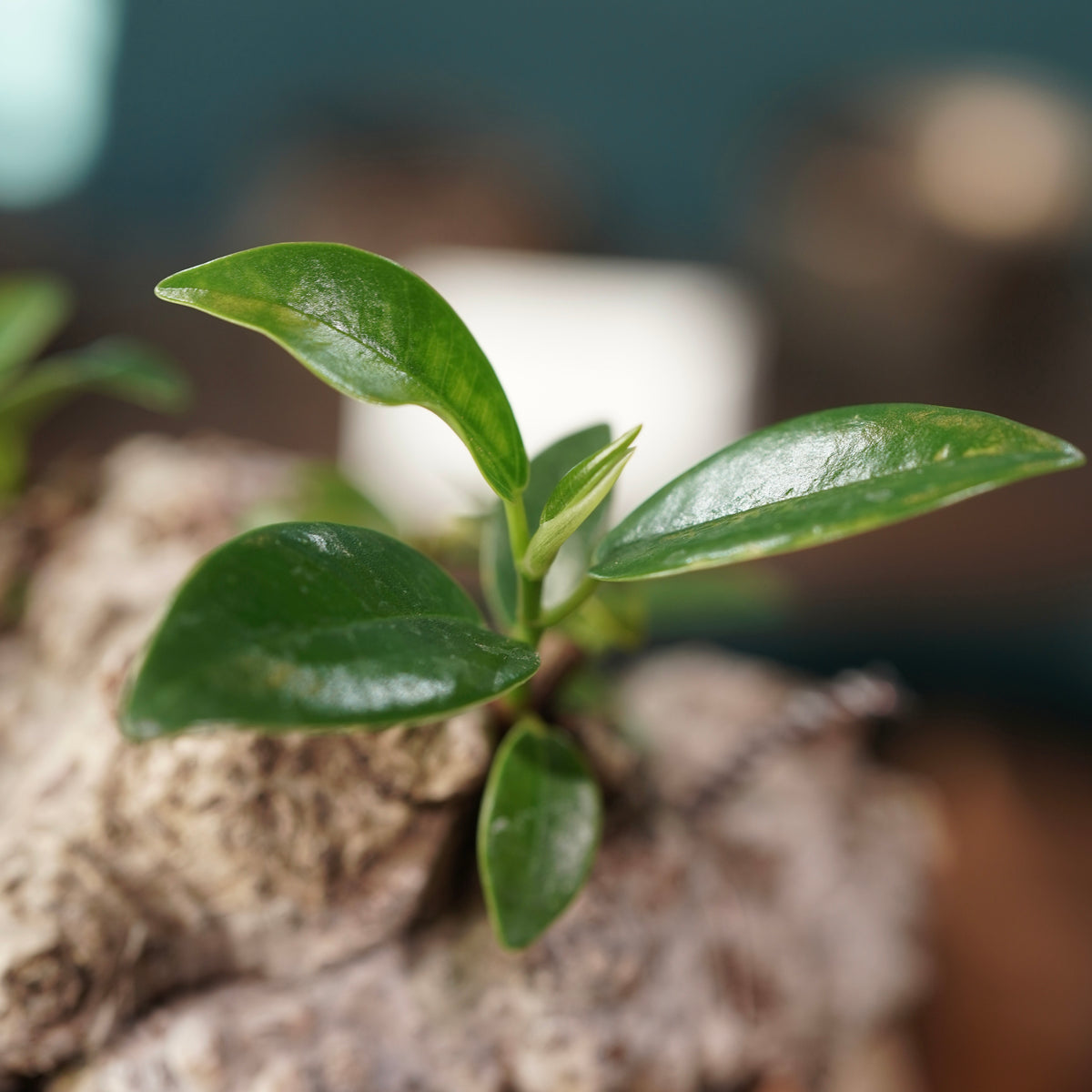 Ficus microcarpa(ガジュマル) × 小野瀬 一 ”archaic”